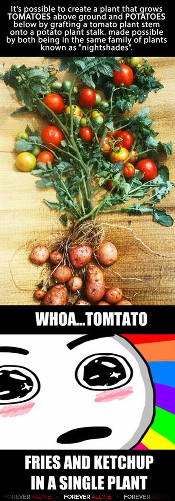 Tomato